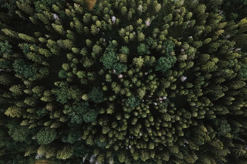 sustainable-trees-teaser-image